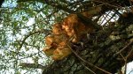 Żółciak siarkowy (Laetiporus sulphureus)