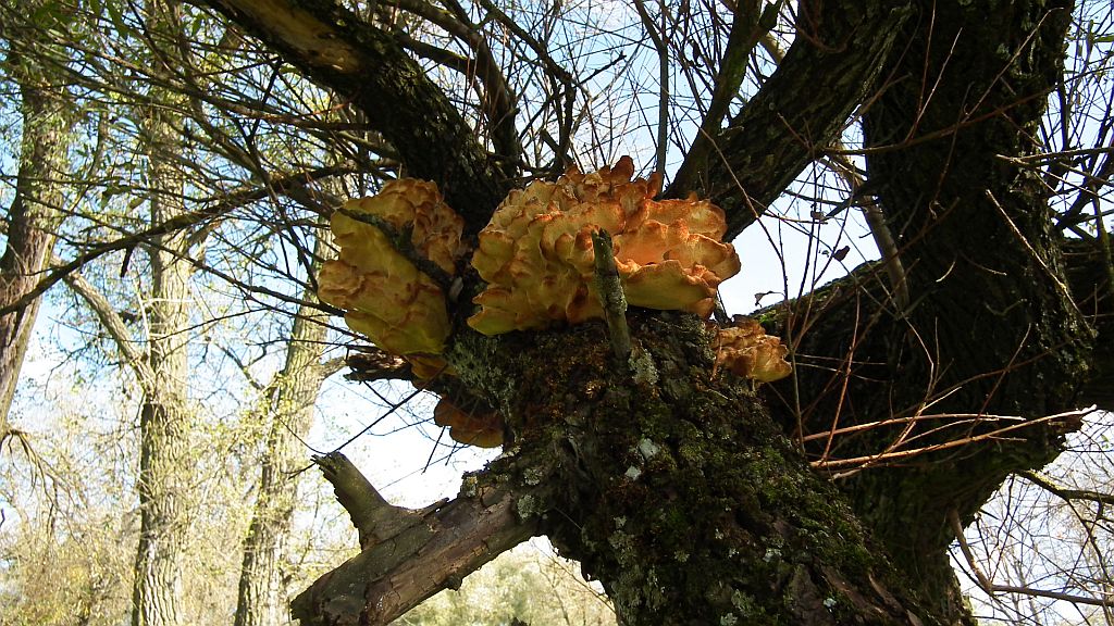 Żółciak siarkowy (Laetiporus sulphureus)