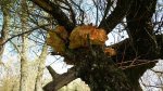 Żółciak siarkowy (Laetiporus sulphureus)