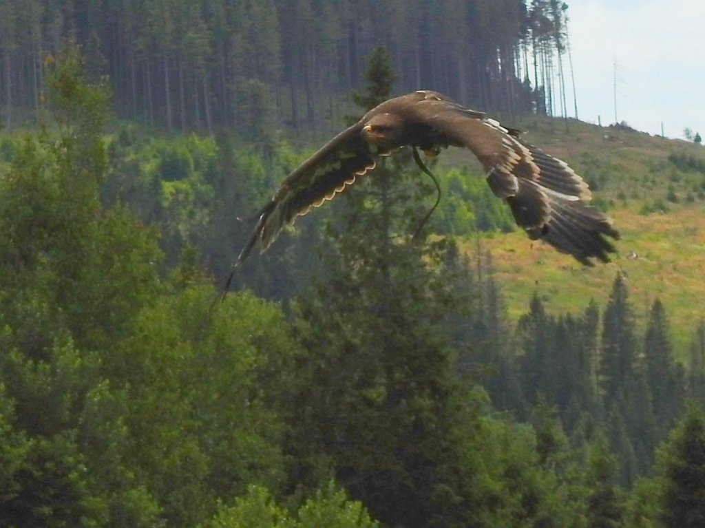 Orzeł stepowy (Aquila nipalensis)