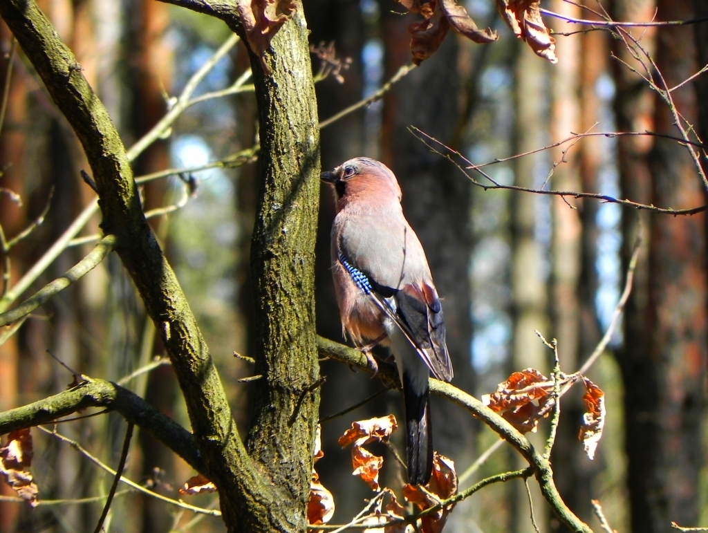 Sójka zwyczajna, sójka, sójka żołędziówka (Garrulus glandarius)