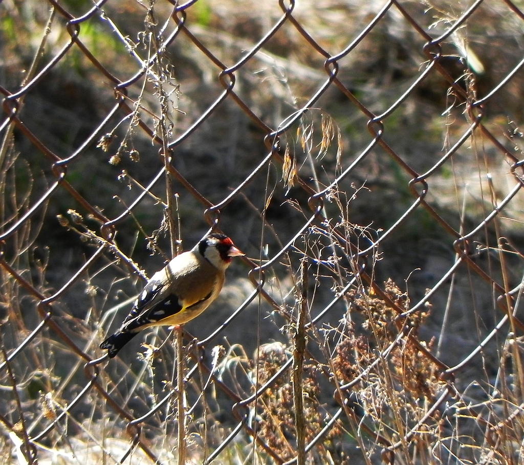Szczygieł (Carduelis carduelis)