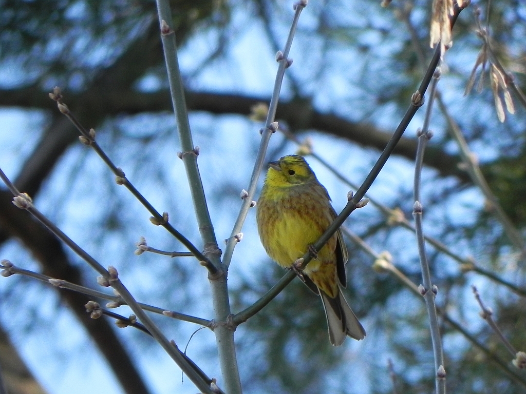Trznadel zwyczajny (Emberiza citrinella)