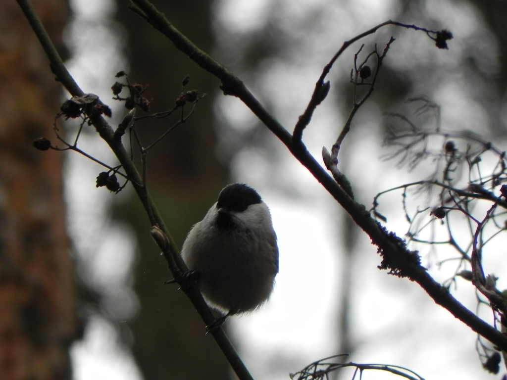 Sikora czarnogłowa, czarnogłówka, sikora czarnogłówka (Poecile montanus)
