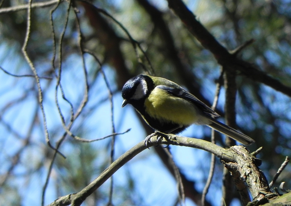 Bogatka, sikora bogatka (Parus major)