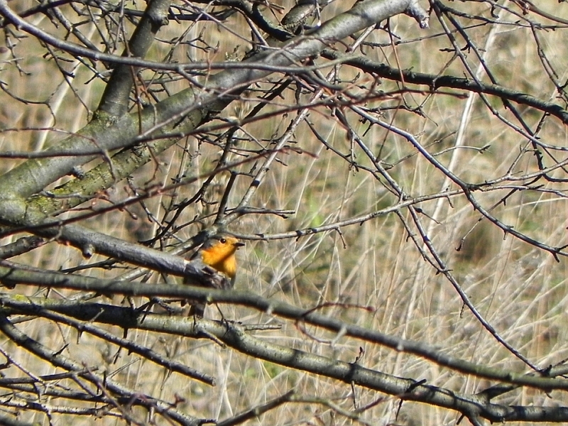 Rudzik zwyczajny, rudzik, raszka (Erithacus rubecula)