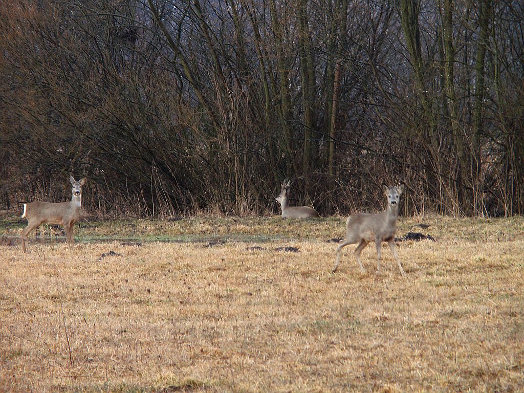 Sarna europejska (Capreolus capreolus)