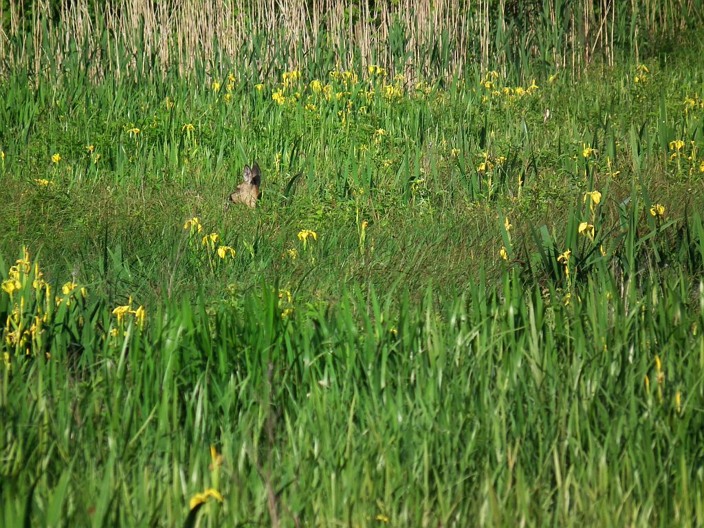 Sarna europejska (Capreolus capreolus)
