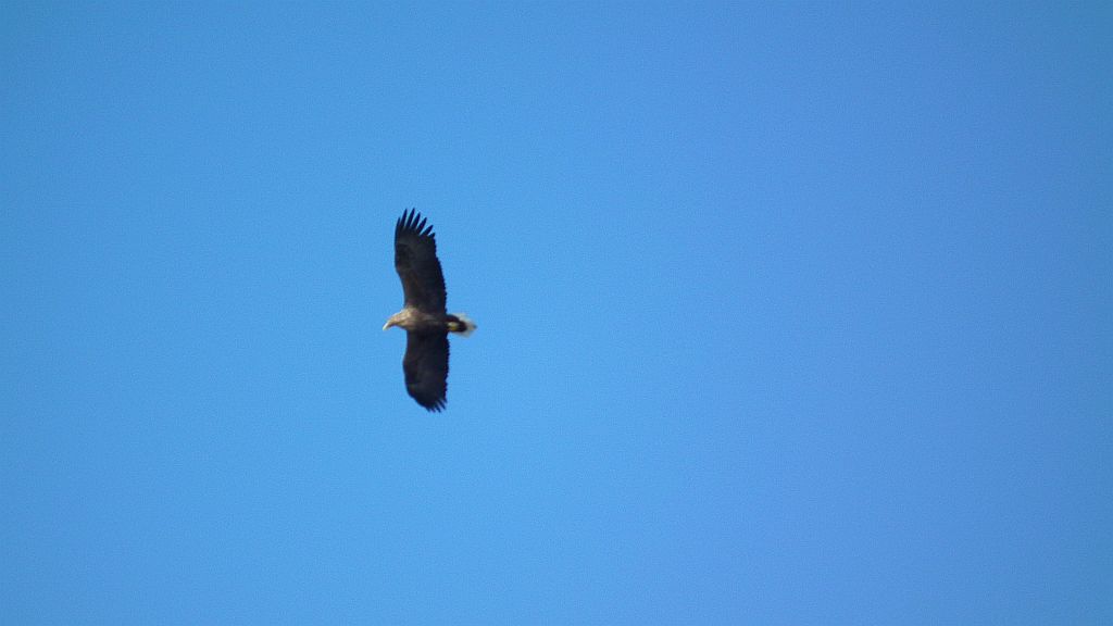 Bielik (Haliaeetus albicilla)