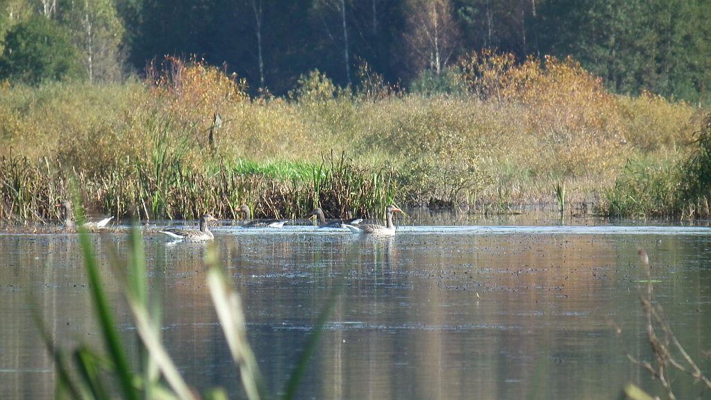 Gęś gęgawa (Anser anser)