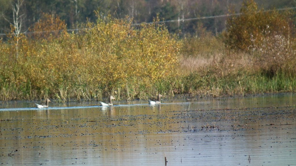 Gęś gęgawa (Anser anser)