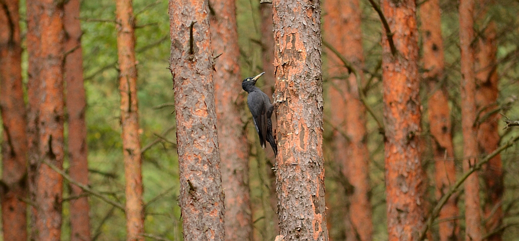 Dzięcioł czarny (Dryocopus martius)