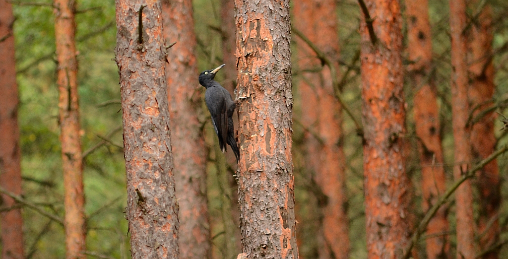 Dzięcioł czarny (Dryocopus martius)