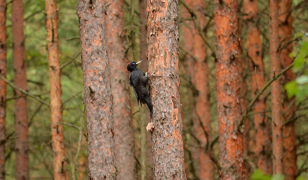 Dzięcioł czarny (Dryocopus martius)