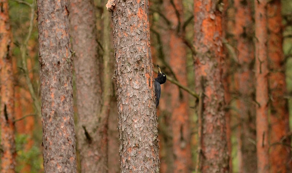 Dzięcioł czarny (Dryocopus martius)
