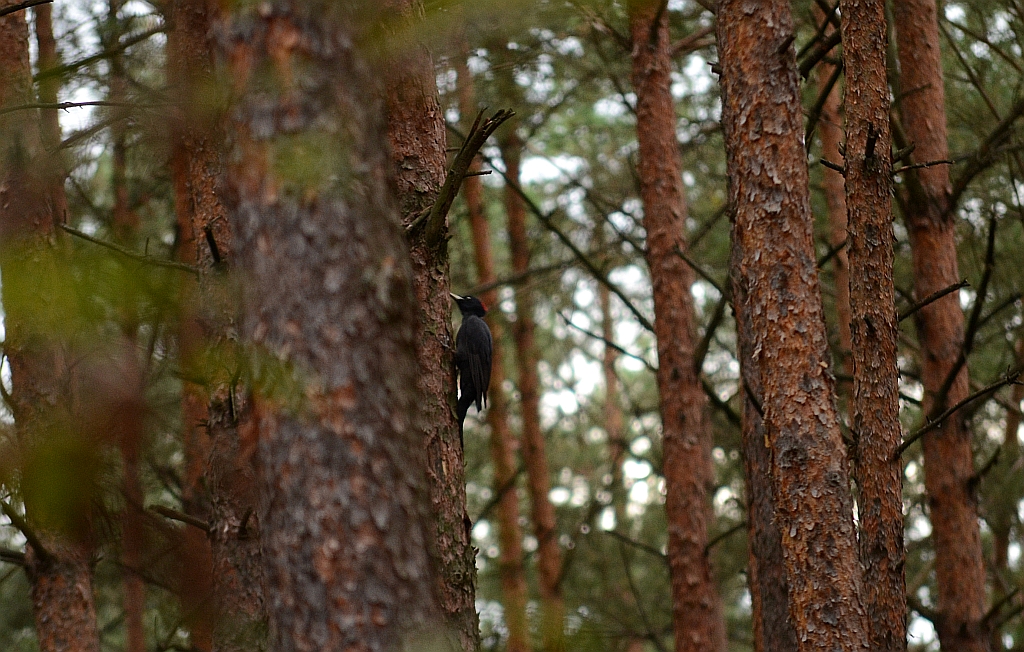 Dzięcioł czarny (Dryocopus martius)