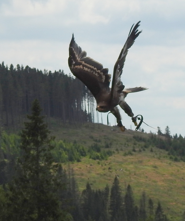 Orzeł stepowy (Aquila nipalensis)