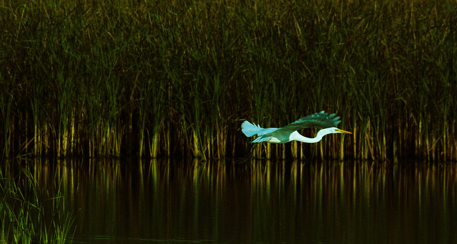 Czapla biała (Ardea alba)