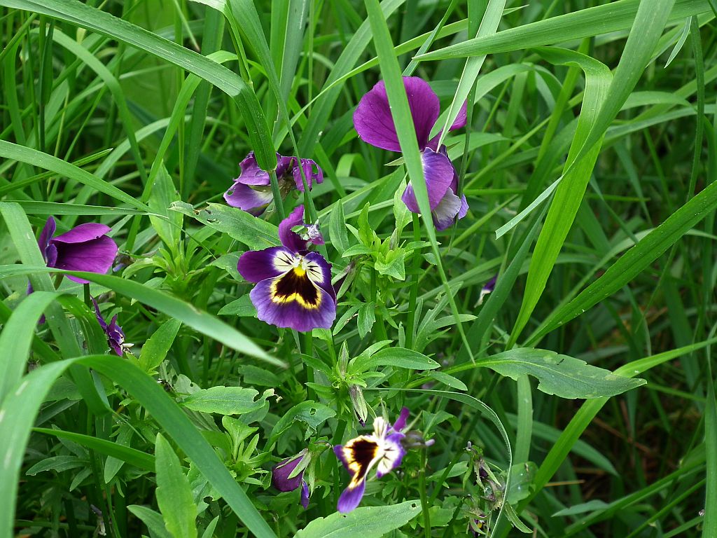 Fiołek trójbarwny/ Bratek polny (Viola tricolor L.)