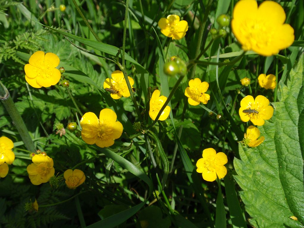Jaskier ostry (Ranunculus acris L.)