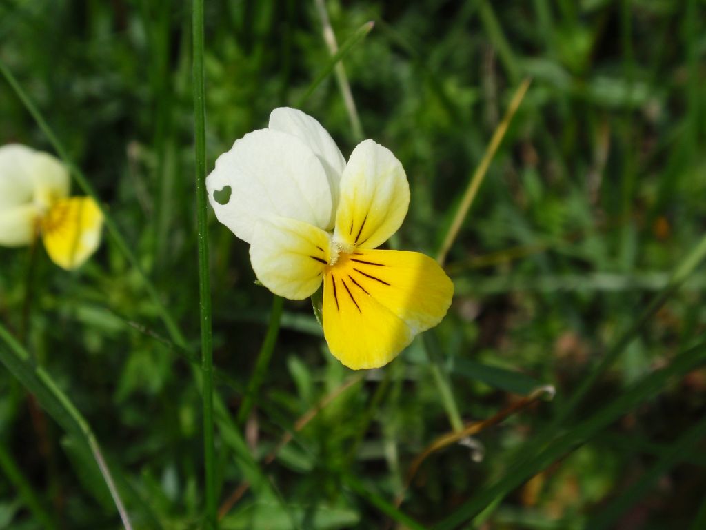 Fiołek polny (Viola arvensis)