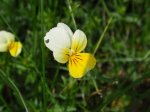 Fiołek polny (Viola arvensis)