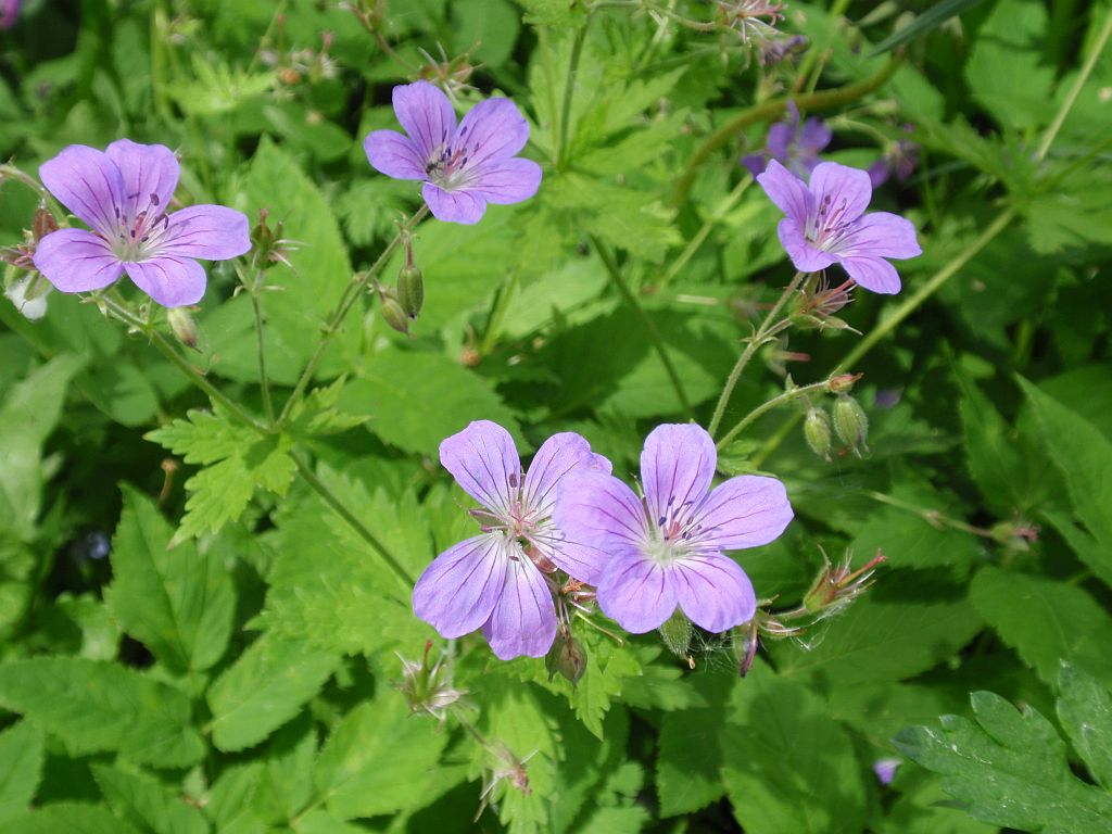 Bodziszek leśny (Geranium sylvaticum L.)