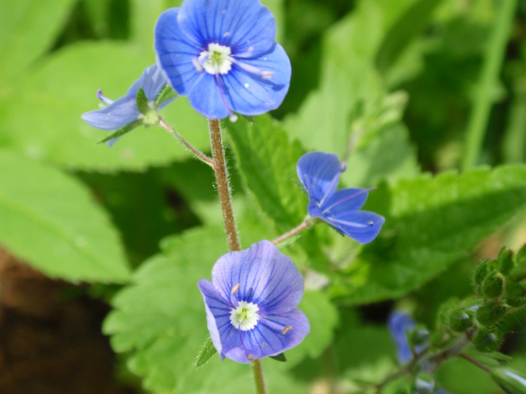 Przetacznik ożankowy (Veronica chamaedrys L.)
