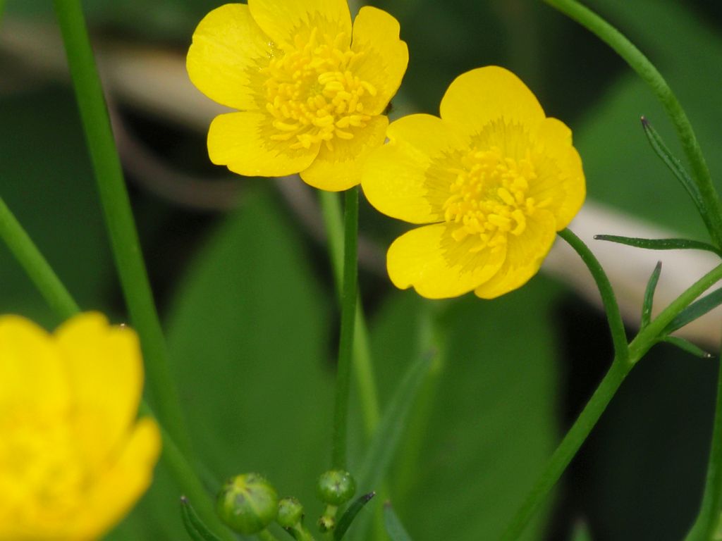 Jaskier ostry (Ranunculus acris L.)