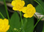 Jaskier ostry (Ranunculus acris L.)