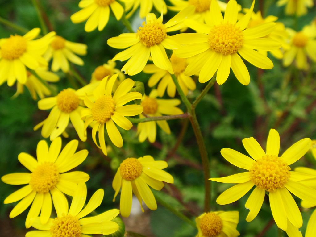 Starzec polny (Senecio integrifolius)