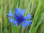 Chaber bławatek (Centaurea cyanus L.)
