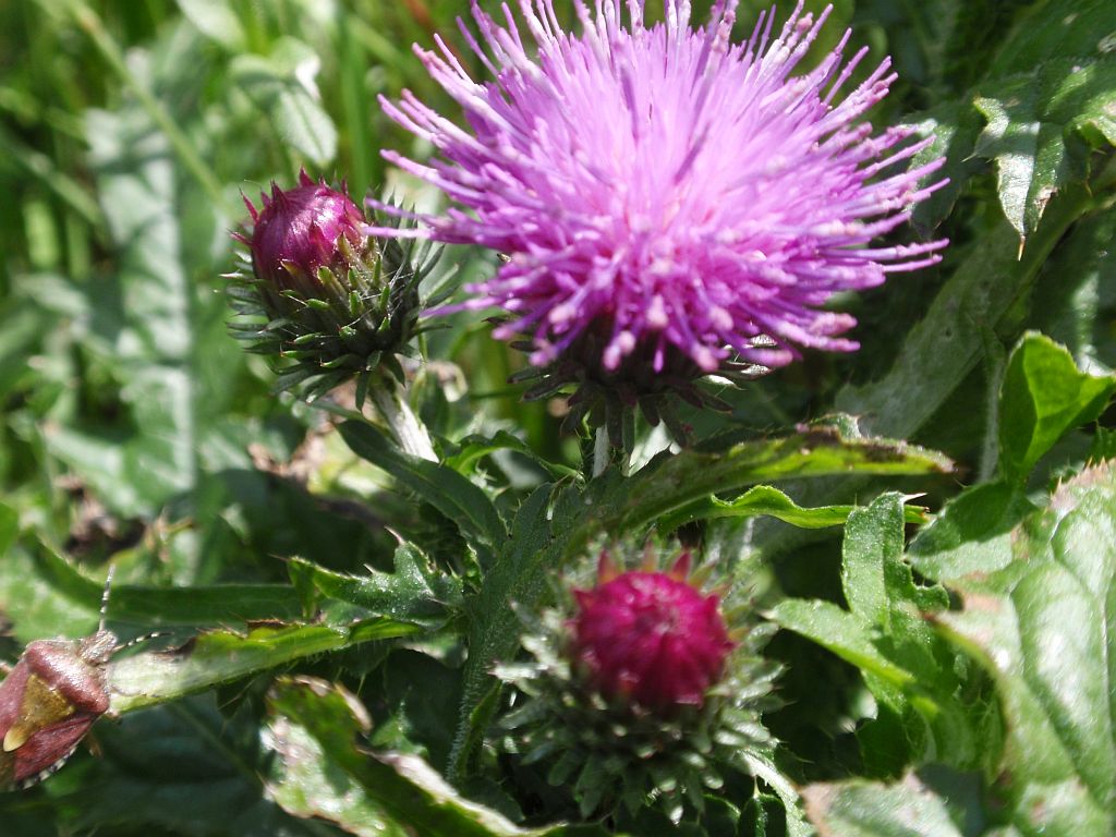 Oset zwisły (Carduus nutans L.)