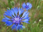 Chaber bławatek (Centaurea cyanus L.)