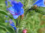 Żmijowiec zwyczajny (Echium vulgare L.)