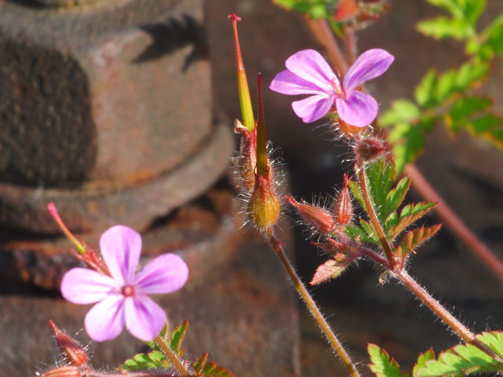 Bodziszek cuchnący (Geranium robertianum L.)