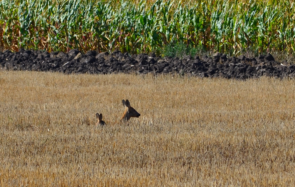 Sarna (Capreolus capreolus)