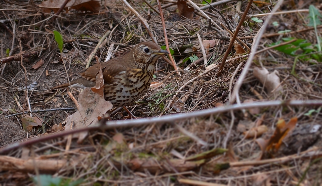 Drozd śpiewak (Turdus philomelos)