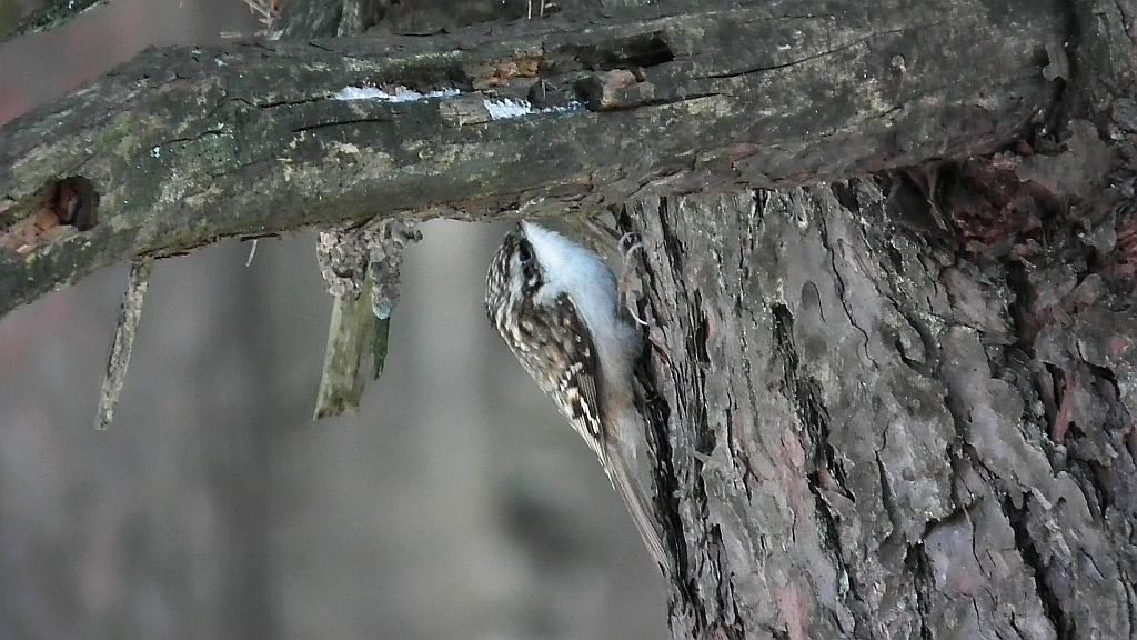 Pełzacz leśny (Certhia familiaris)
