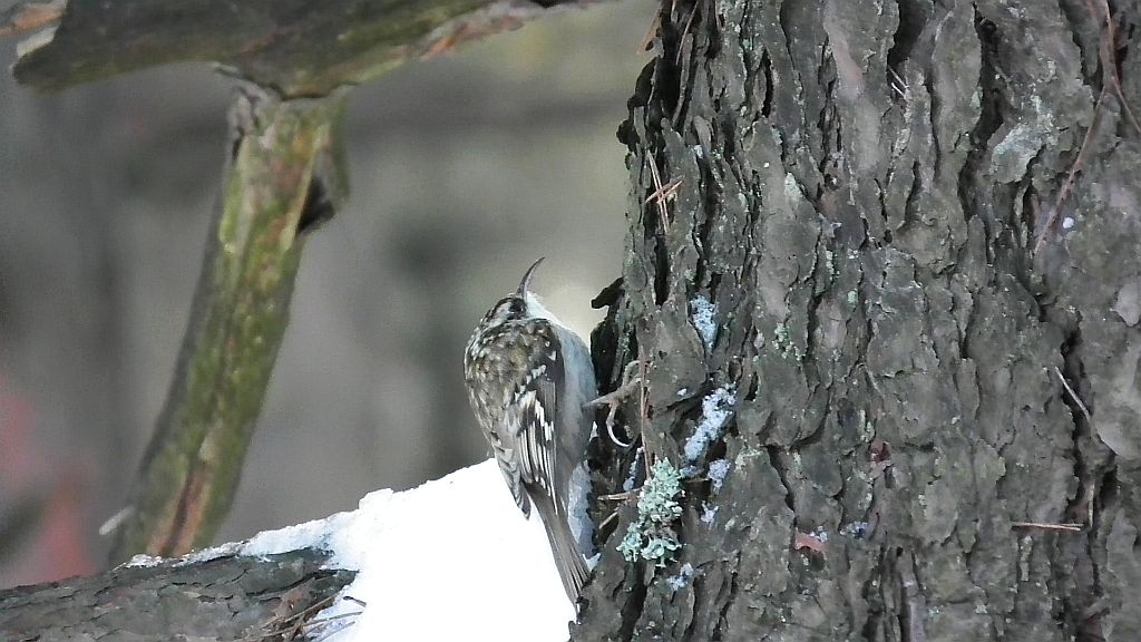 Pełzacz leśny (Certhia familiaris)