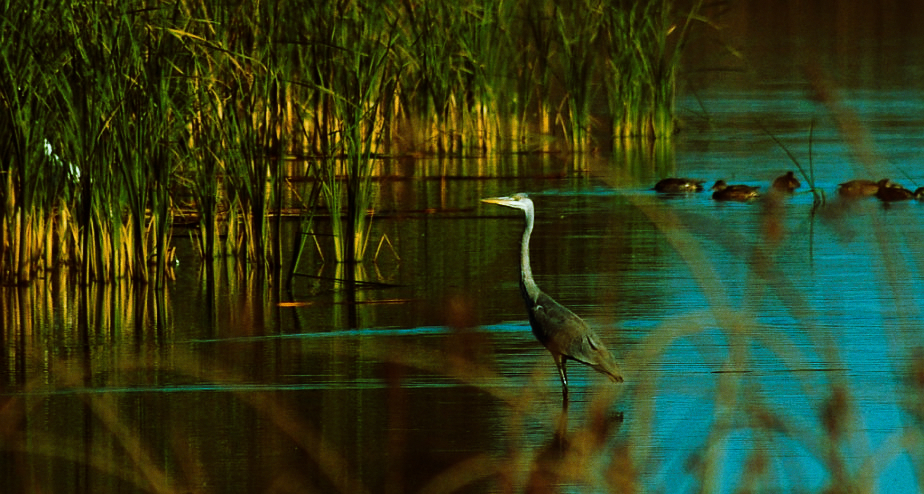 Czapla siwa (Ardea cinerea)