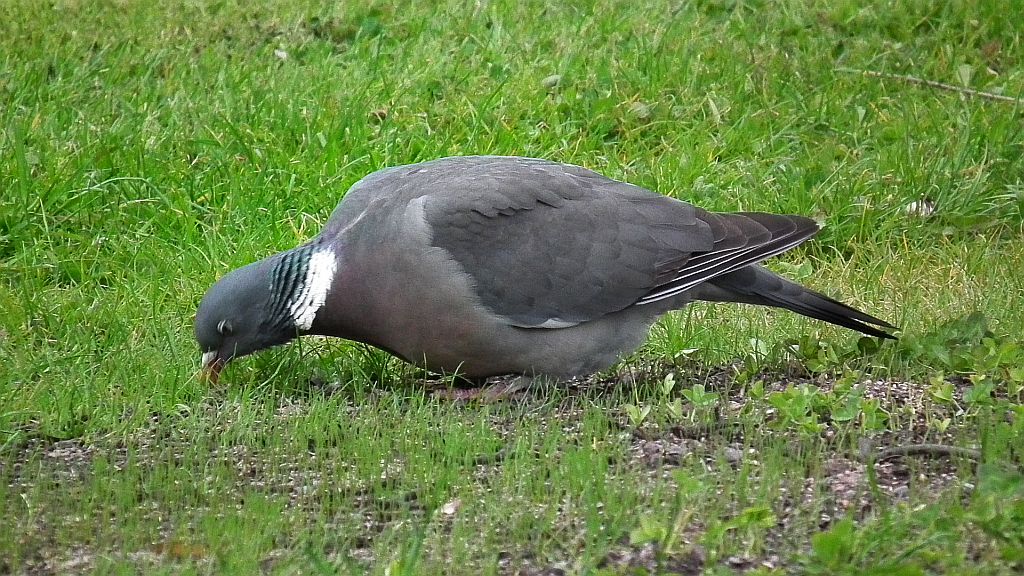 Grzywacz, gołąb grzywacz (Columba palumbus)