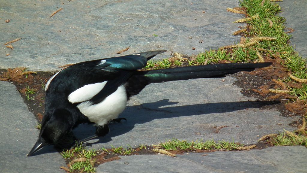 Sroka zwyczajna, sroka pospolita, sroka (Pica pica)