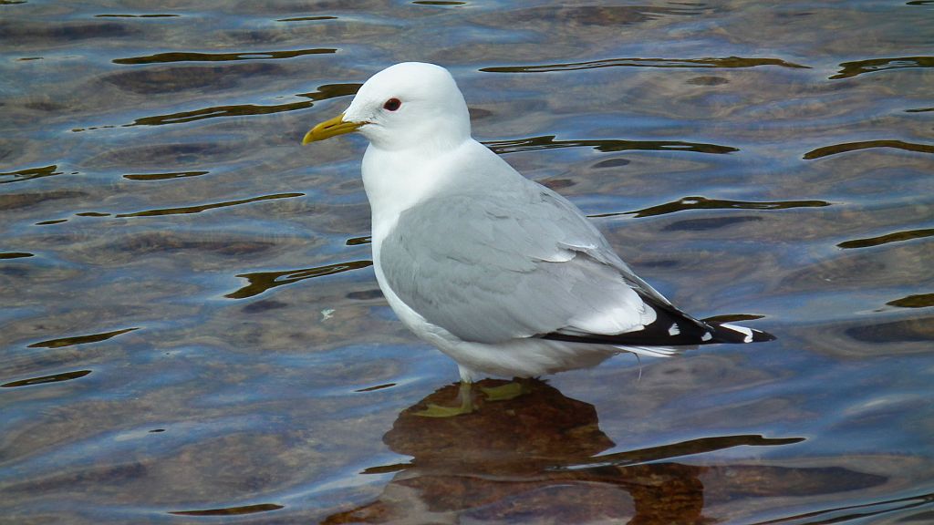 Mewa siwa, mewa pospolita (Larus canus)