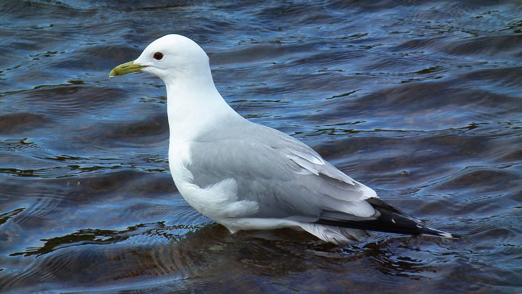 Mewa siwa, mewa pospolita (Larus canus)
