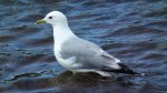 Mewa siwa, mewa pospolita (Larus canus)