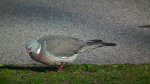 Grzywacz, gołąb grzywacz (Columba palumbus)