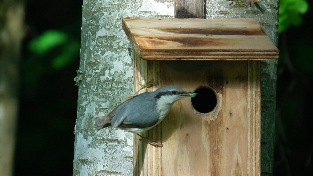 Kowalik, kowalik zwyczajny, bargiel (Sitta europaea)