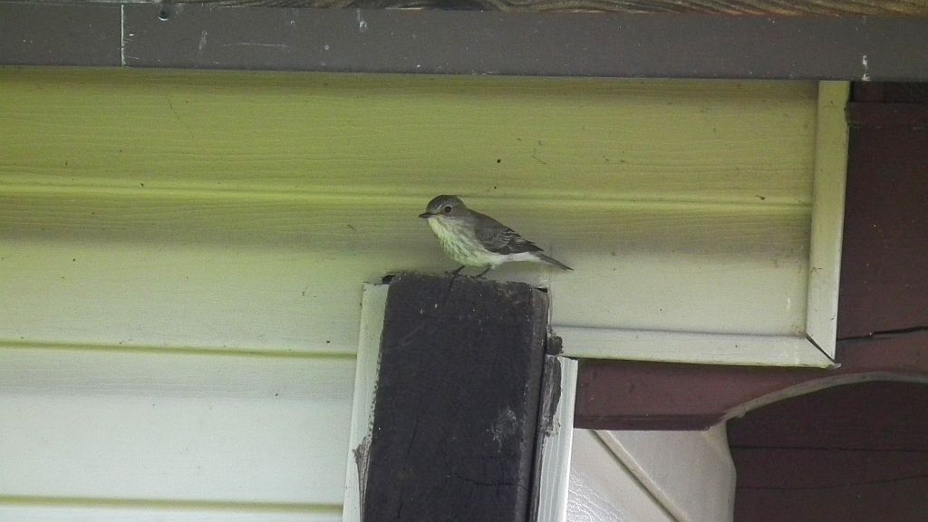 Muchołówka szara (Muscicapa striata)