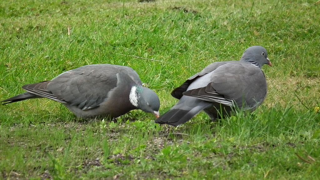 Grzywacz, gołąb grzywacz (Columba palumbus)